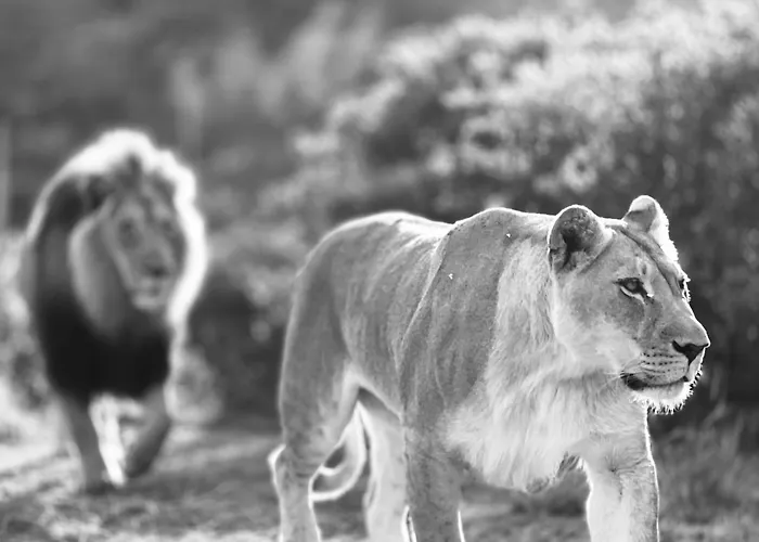 Garden Route Safari Camp