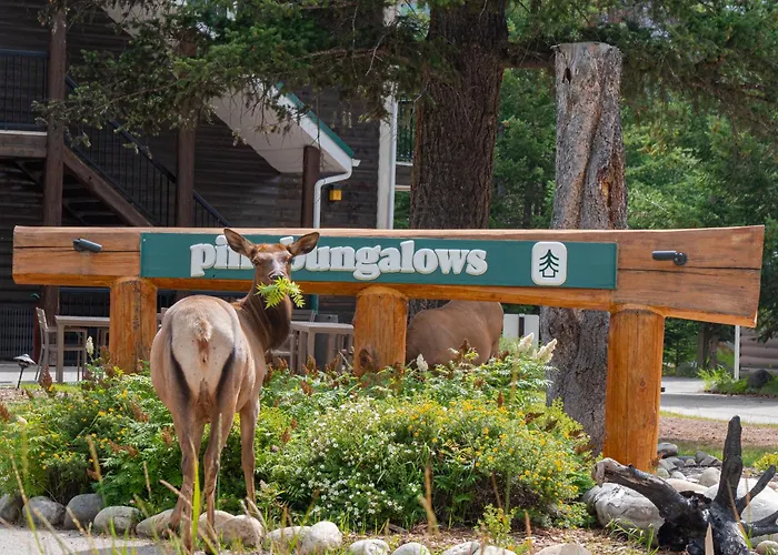 Private Villa: Pine Bungalows